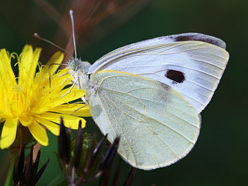 Pieris brassicae