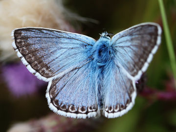 Silbergrüner Bläuling (Polyommatus coridon)