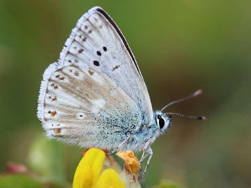 Silbergrüner Bläuling (Polyommatus coridon)