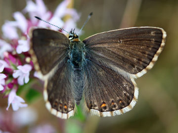 Silbergrüner Bläuling (Polyommatus coridon)