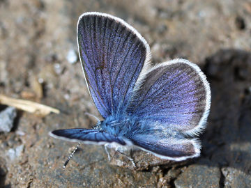 Polyommatus semiargus