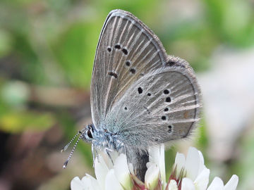 Polyommatus semiargus
