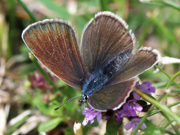 Polyommatus semiargus