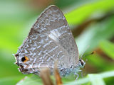 Anthene lycaenoides