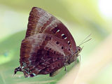 Shining Oak Blue