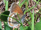 Coenonympha gardetta