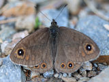 Lasiommata petropolitana