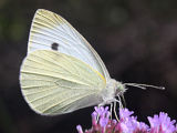 Cabbage White