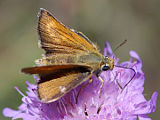 Mattscheckiger Braun-Dickkopffalter (Thymelicus acteon)