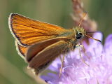 Schwarzkolbiger Braun-Dickkopffalter (Thymelicus lineola)