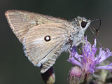 Black-ringed Ochre