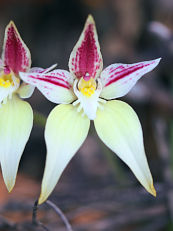 Caladenia sp.