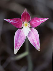 Pink Primrose Orchid (Caladenia rosea)