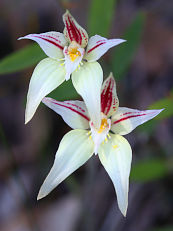 Caladenia sp.