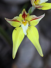 Cowslip Orchid (Caladenia flava)