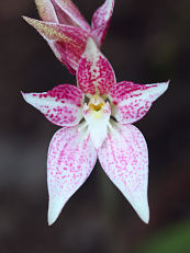 Caladenia sp.