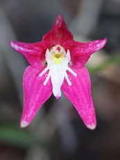 Pink Primrose Orchid (Caladenia rosea)