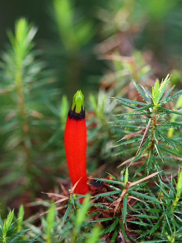 Candle Cranberry (Styphelia foliosa)