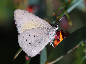 Copper Dusky Blue (Candalides cyprotus)