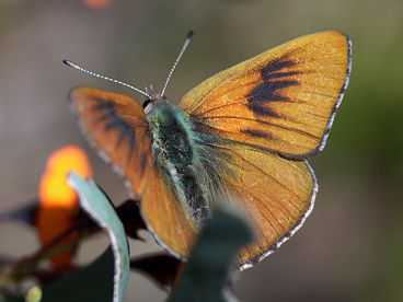 Copper Dusky Blue (Candalides cyprotus)