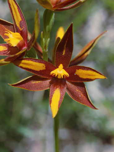 Crystal Brook Star Orchid (Thelymitra magnifica)