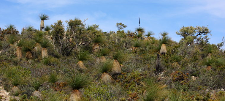Darling Scarp