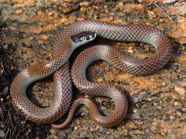 Gould’s Hooded Snake (Parasuta gouldii)
