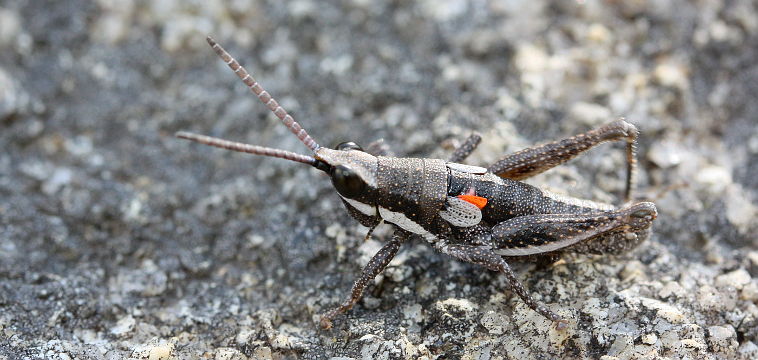 Unidentified grasshopper
