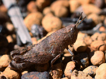 Unidentified grasshopper