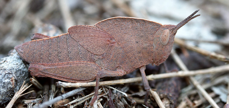 Unidentified grasshopper