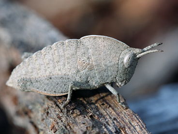 Unidentified grasshopper