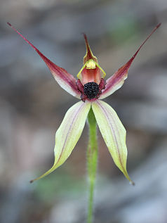 Leaping Spider Orchid (Caladenia macrostylis)