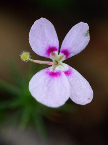 Matted Triggerplant (Stylidium repens)