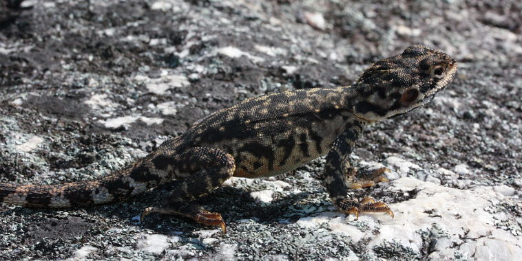 Ornate Dragon (Ctenophorus ornatus)