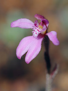 Pink Fan Orchid (Caladenia nana)