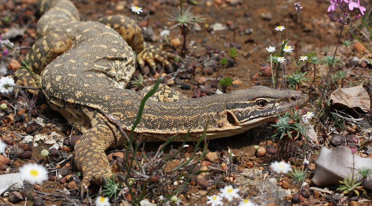 Sand Monitor (Varanus gouldii)