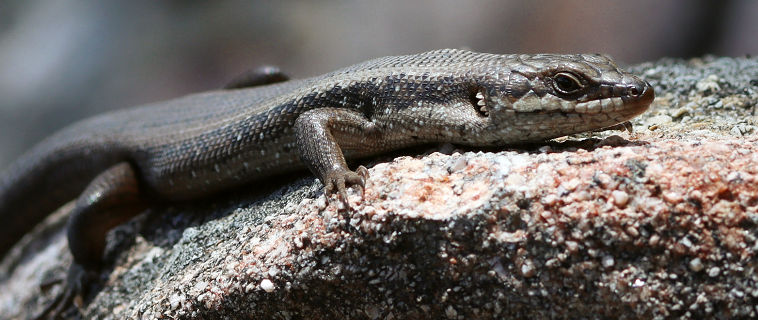 Southwestern Crevice Skink (Egernia napoleonis)