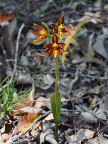 Star Orchid (Thelymitra stellata)