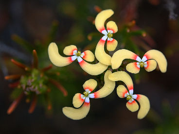 Stylidium eriopodum