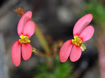 Stylidium recurvum