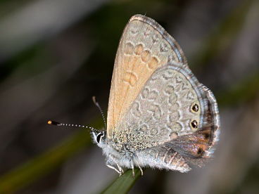 Two-spotted Line Blue (Nacaduba biocellata)