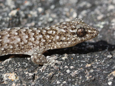 Variegated Dtella (Gehyra variegata)