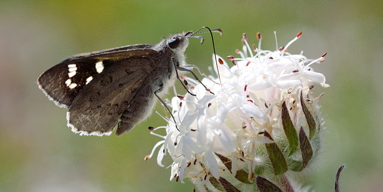 Western Sand Skipper (Antipodia dactyliota)