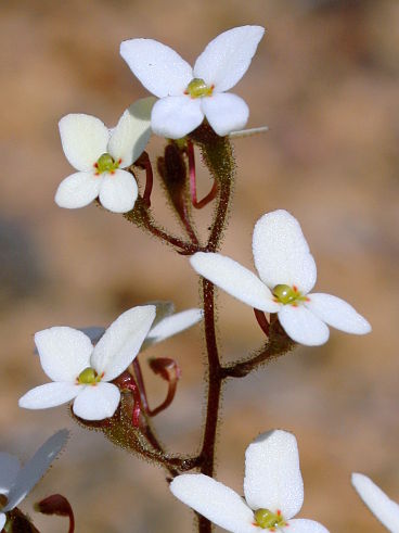 White Butterfly Triggerplant (Stylidium hispidum)