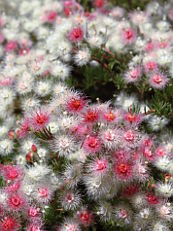 Variegated Featherflower (Verticordia huegelii)