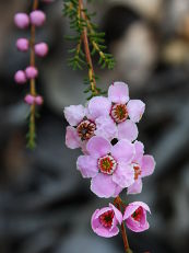 Camphor Myrtle (Babingtonia camphorosmae)