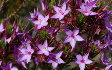 Starflower (Calytrix glutinosa)
