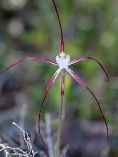 Yellow Spider Orchid (Caladenia denticulata)
