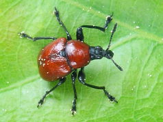 Oak Roller Weevil (Attelabus nitens)
