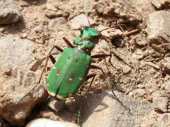 Green Tiger Beetle (Cicindela campestris)